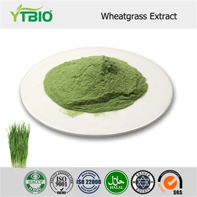 小麦草提取物粉